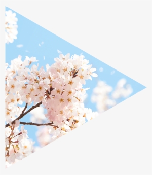 桜 - Cherry Blossom