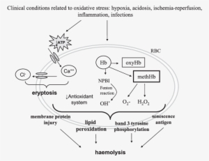 Concise Mechanisms Involved In Red Blood Cells Haemolysis - Lay Red Blood Cell Oxidative Stress