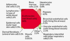 Here Are The Main Types Of Truly Human Cells In The - Amount Of Blood Cells In Human Body