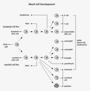 The Blood And Cancer - Diagram