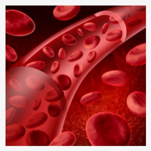 For A It Goes Through A Process Called Erythopoesis - Blood Cells Circulatory System