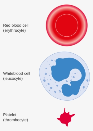Open - Blood White Cells Png