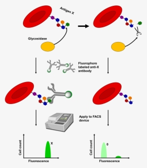 Scheme Illustrating The Detection Of Blood Antigens - Antigen Erythrocyte