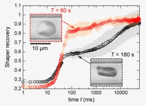Resilient Red Blood Cells Need Fuel To Adapt Their - Plot