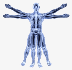 Human Skeleton Png - Human Body Biomechanics