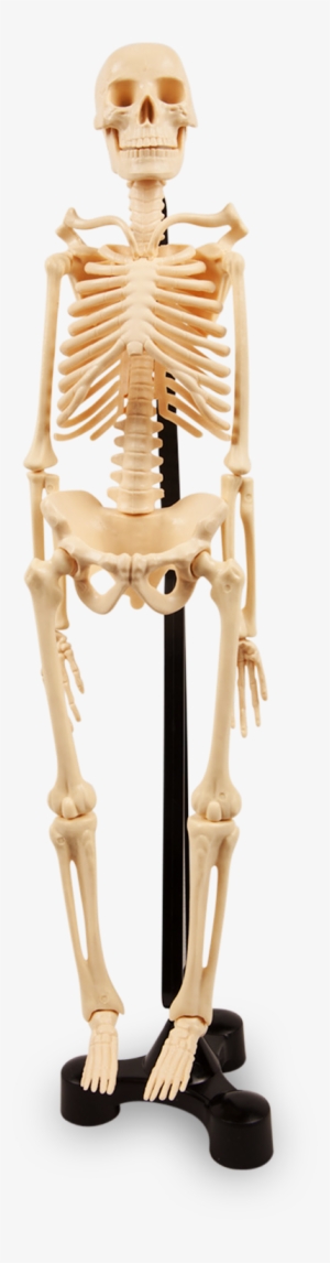 Human Skeleton - Skeleton Stand Png
