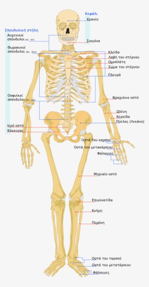 Open - Many Bones In Human Body