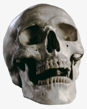 Skull, Skeleton, Head, Death, Human, Anatomy, Bone - Perspective 3 4 Skull