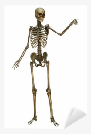 Skeleton