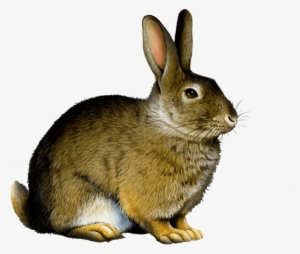 Bunny Rabbit Png - Rabbit Png