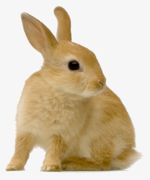 Rabbit's Teeth Grow Continuously And Must Be Checked - Rabbit