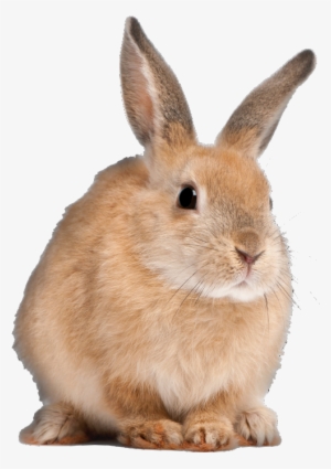 Bacongamejam 05 » Surreal Warp Nightmare « Bacongamejam - Long Do Rabbits Live