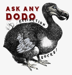 Click And Drag To Re-position The Image, If Desired - Giclee Painting: Engraving Of A Dodo Bird, 61x46in.