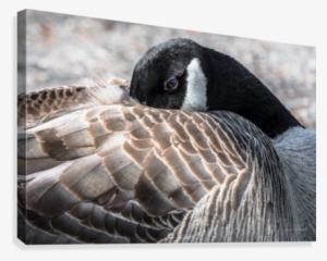 Dodo De Bernache Canvas Print - Flickr