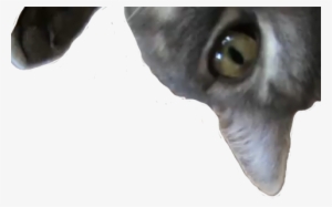 Png - Cat Transparent Picture Png