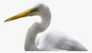 Egret Bird Png