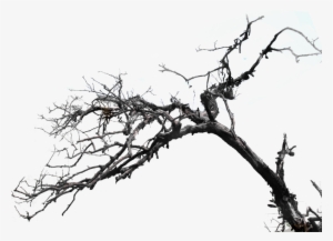 Tree Png File - Photoshop Contest