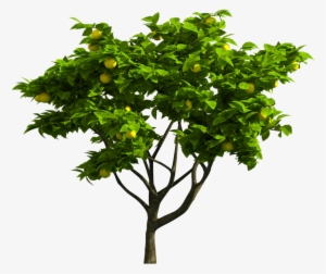 Tree Png Download - Portable Network Graphics