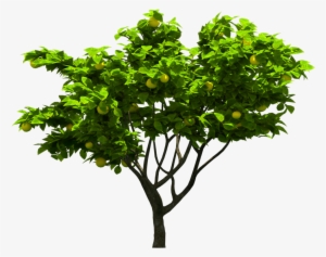 Tree Png Download - New Haven Elm Tree