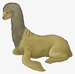 Male Longnecked Sea Lion - California Sea Lion