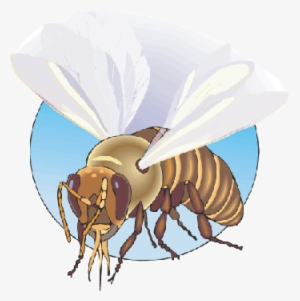 At The Very End Of The Abdomen Is The Stinger, Which - Bees