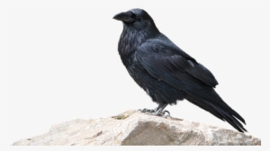Raven, Bird, Animal World, Nature - Spooky Crows Transparent Background