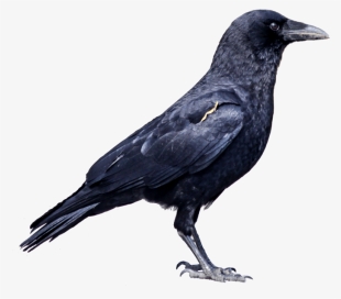 Raven One - Crow Png