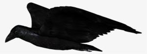 Raven Flying Up - Flying Raven Transparent