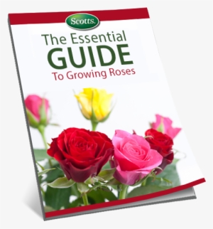 The Essential Guide To Growing Roses - Rose
