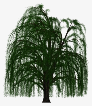 Weeping, Willow - Willow Tree Transparent Background