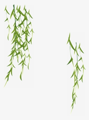 柳条 Png