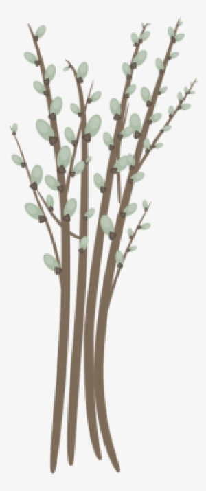 Willow Catkin,willow - Stock.xchng