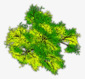 Snowy Pine C 06 Feb 2009 - Tree