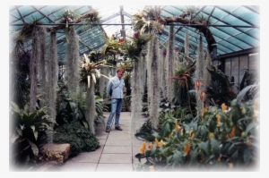 Live Spanish Moss - Botanical Garden