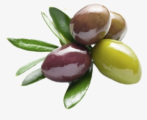 Neem Carrier Oil 30ml