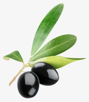Olive Clipart Free