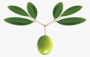 Olive Vector Free
