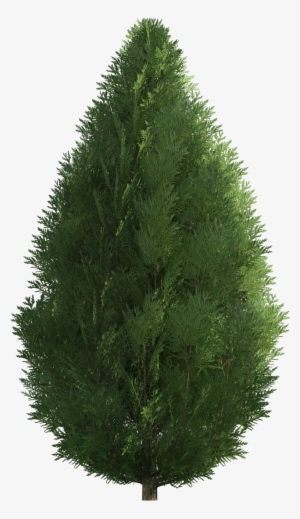 Cypress Png Clip Art - Arbusto De Jardin Png