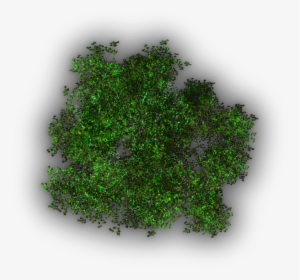 06 Feb 2009 - Baum Ohne Hintergrund Draufsicht