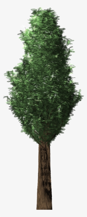 Cypress Plant Tree
