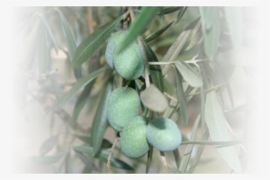 Russian Olive