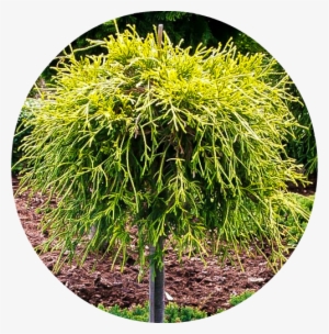 Sungold Cypress Standard 1 - Chamaecyparis Pisifera Sungold