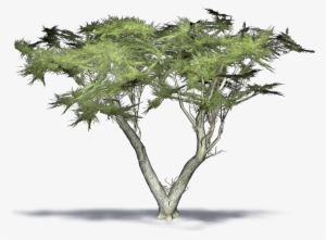 Monterey Cypress 3d Model