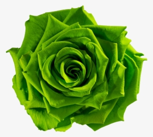 Green Flower Png Download Green Flower Png Download - Green Rose Flower Png
