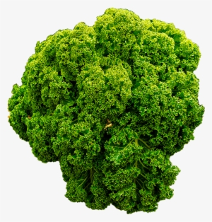 Img Class="img Responsive" Src="https - Curly Kale