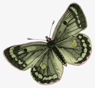 Green Butterfly - Png Green Butterfly
