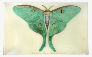 Eyed Green Butterfly - Green Butterfly