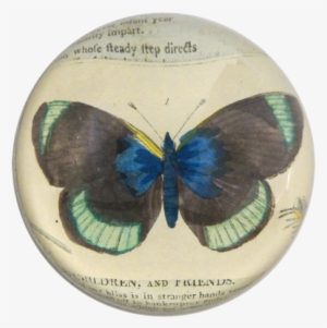 Black Green Butterfly - Trelise Cooper