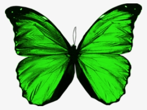 Rainbow Butterfly Clipart Green Butterfly - Green Butterfly Transparent Background