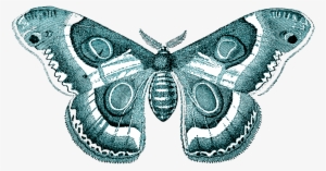 Moth Transparent Png - Butterfly Png
